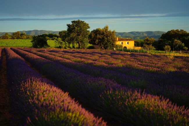 Oenotourisme en Provence : la route des vins de Sud