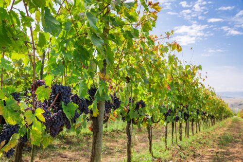Raisins bio mûrs sur la vigne